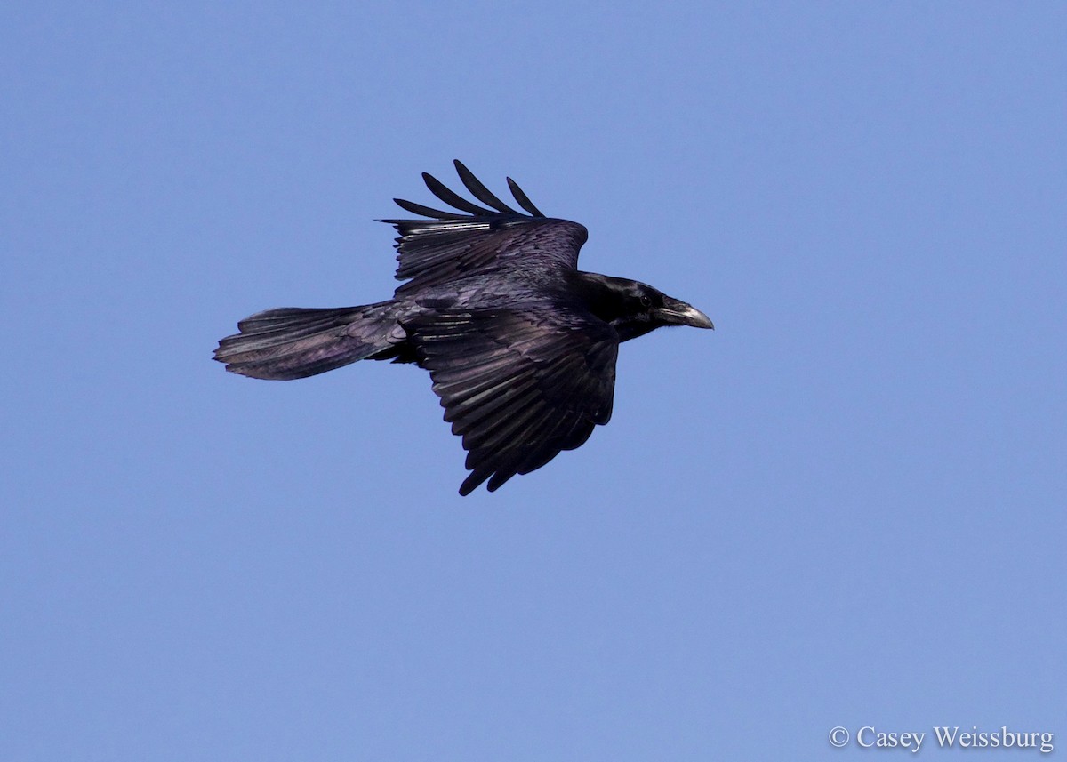 Common Raven - ML136176351