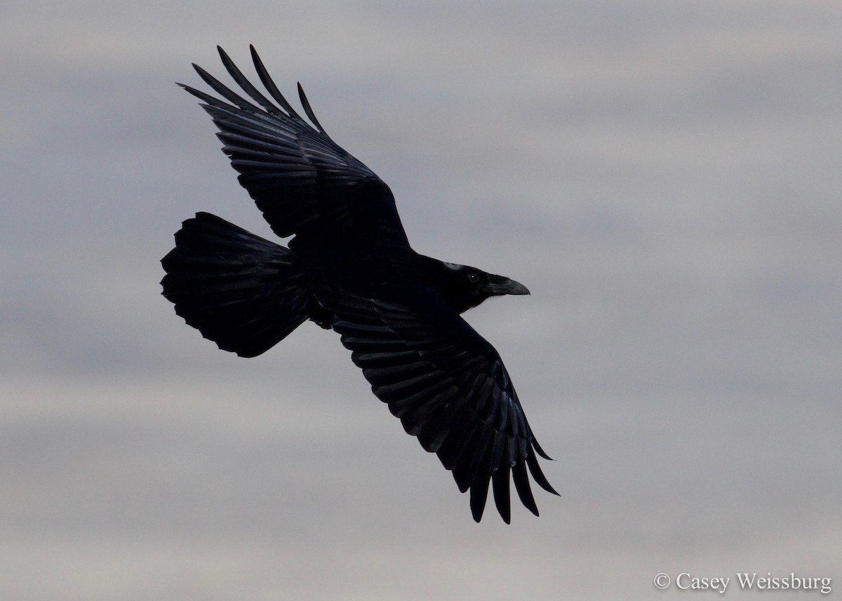 Common Raven - ML136176361