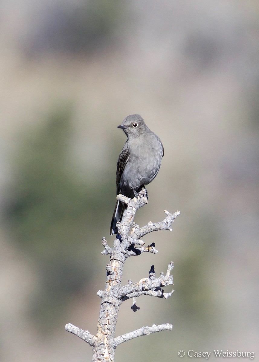 Townsend's Solitaire - ML136176731
