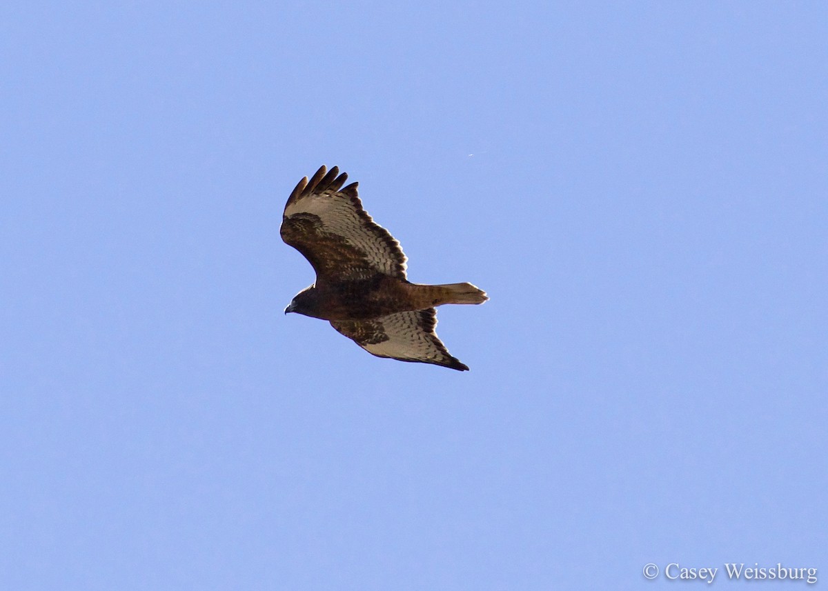 Red-tailed Hawk - ML136177011