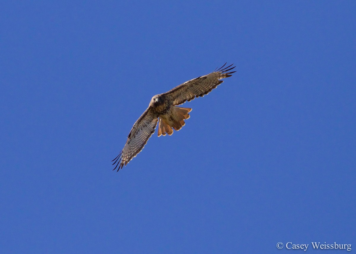 Red-tailed Hawk - ML136177051