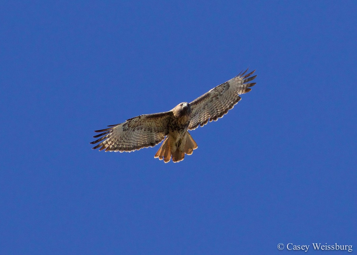 Red-tailed Hawk - Casey Weissburg