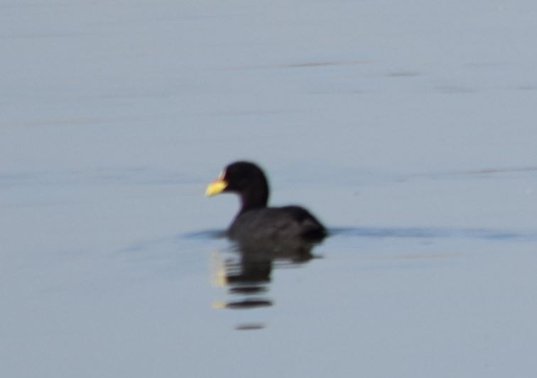 Red-gartered Coot - ML136177331