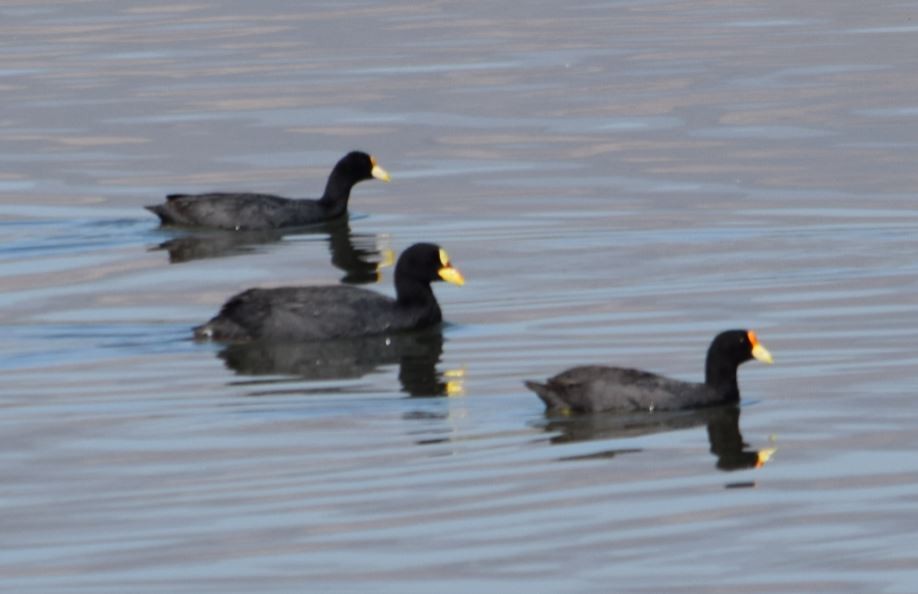 Red-gartered Coot - ML136177361