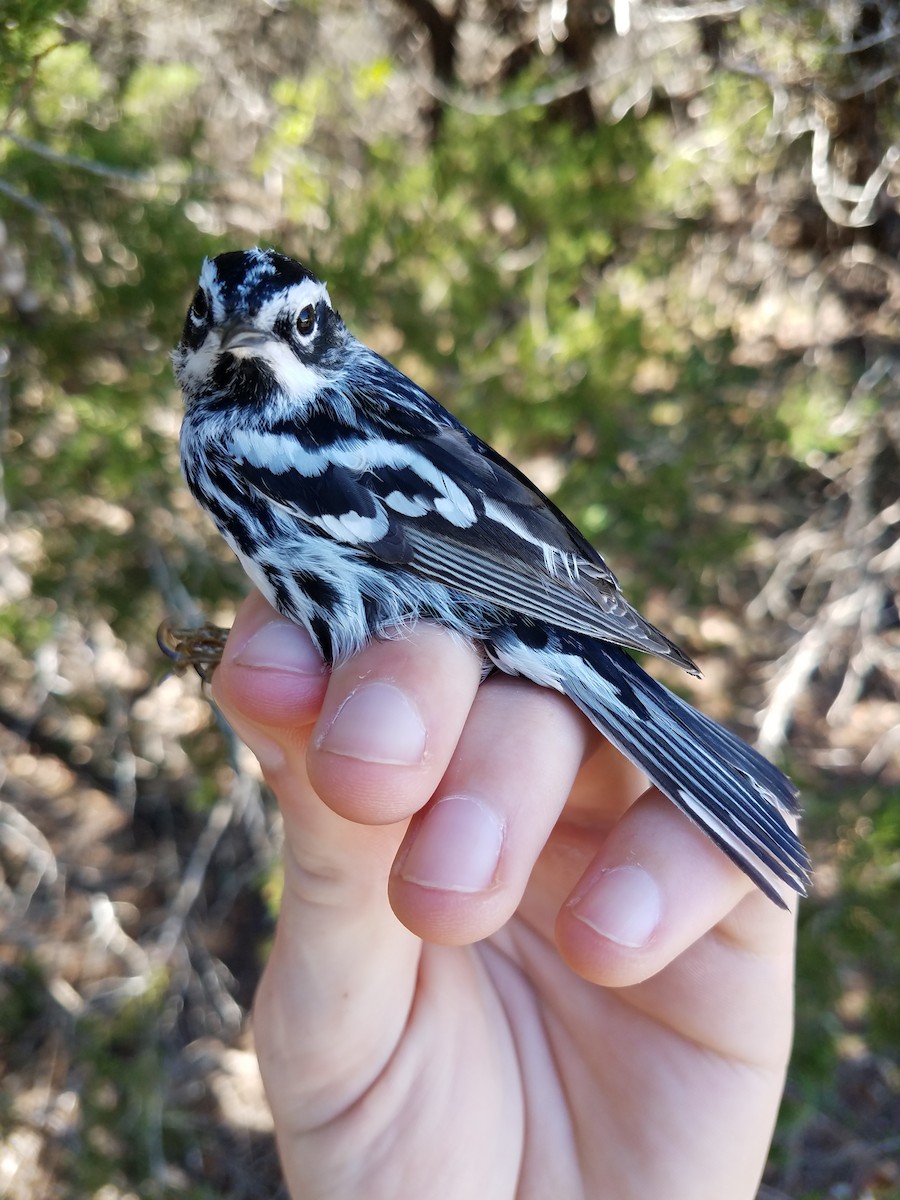 Black-and-white Warbler - ML136178131