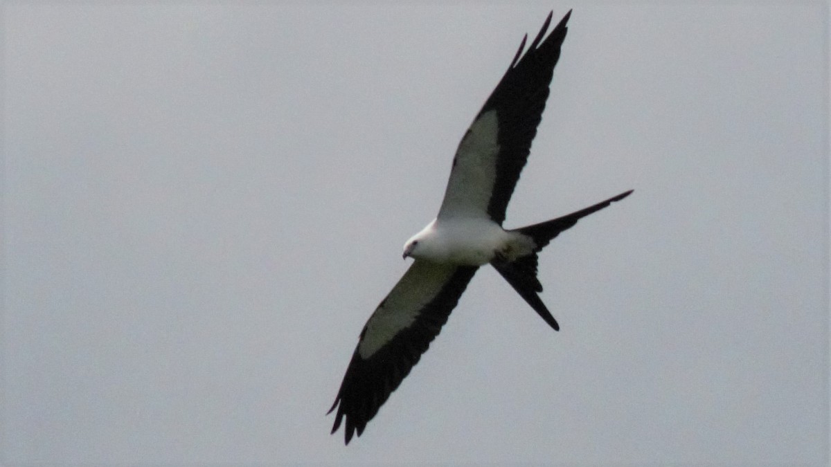 Swallow-tailed Kite - ML136178791