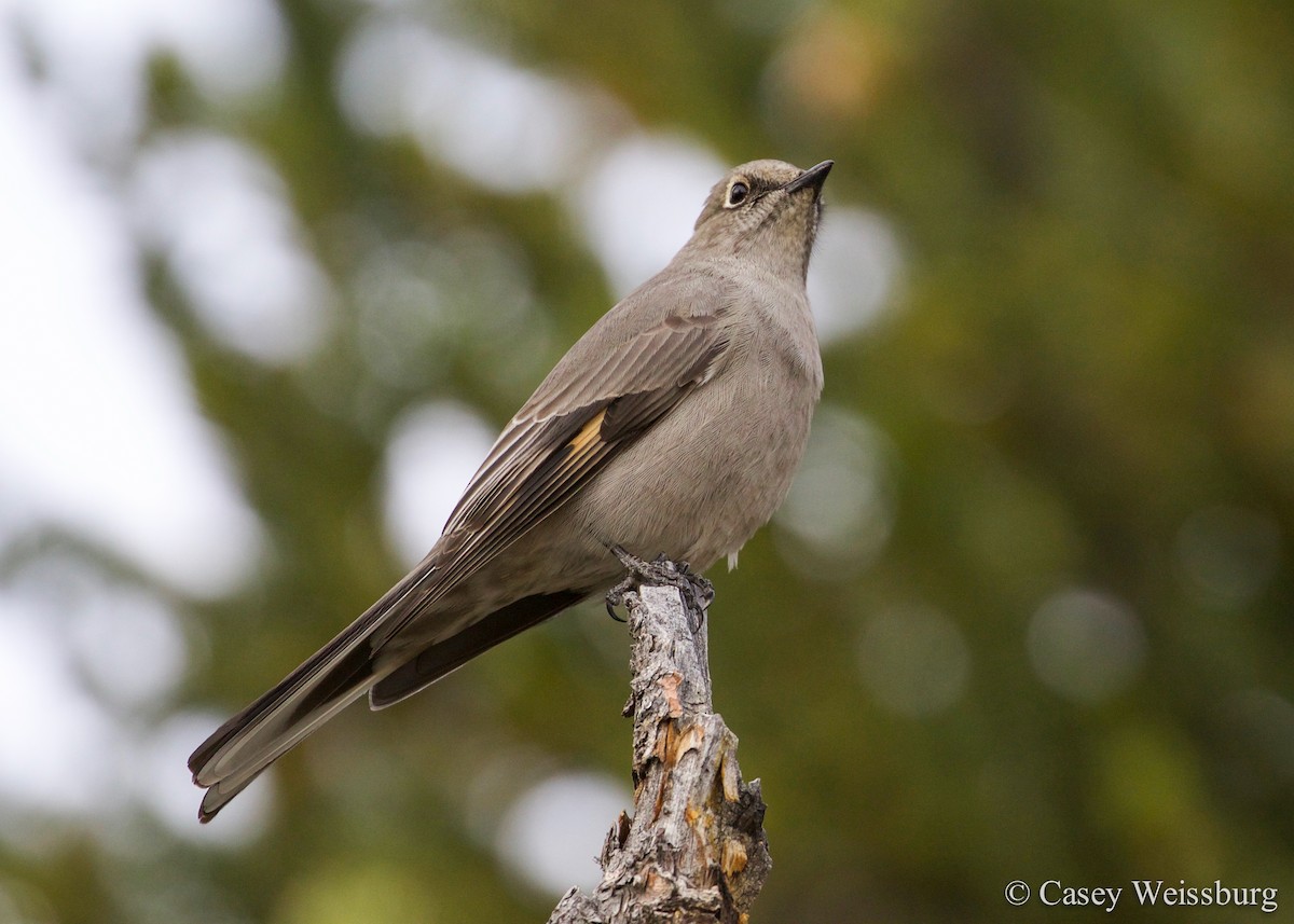 Townsend's Solitaire - ML136179711