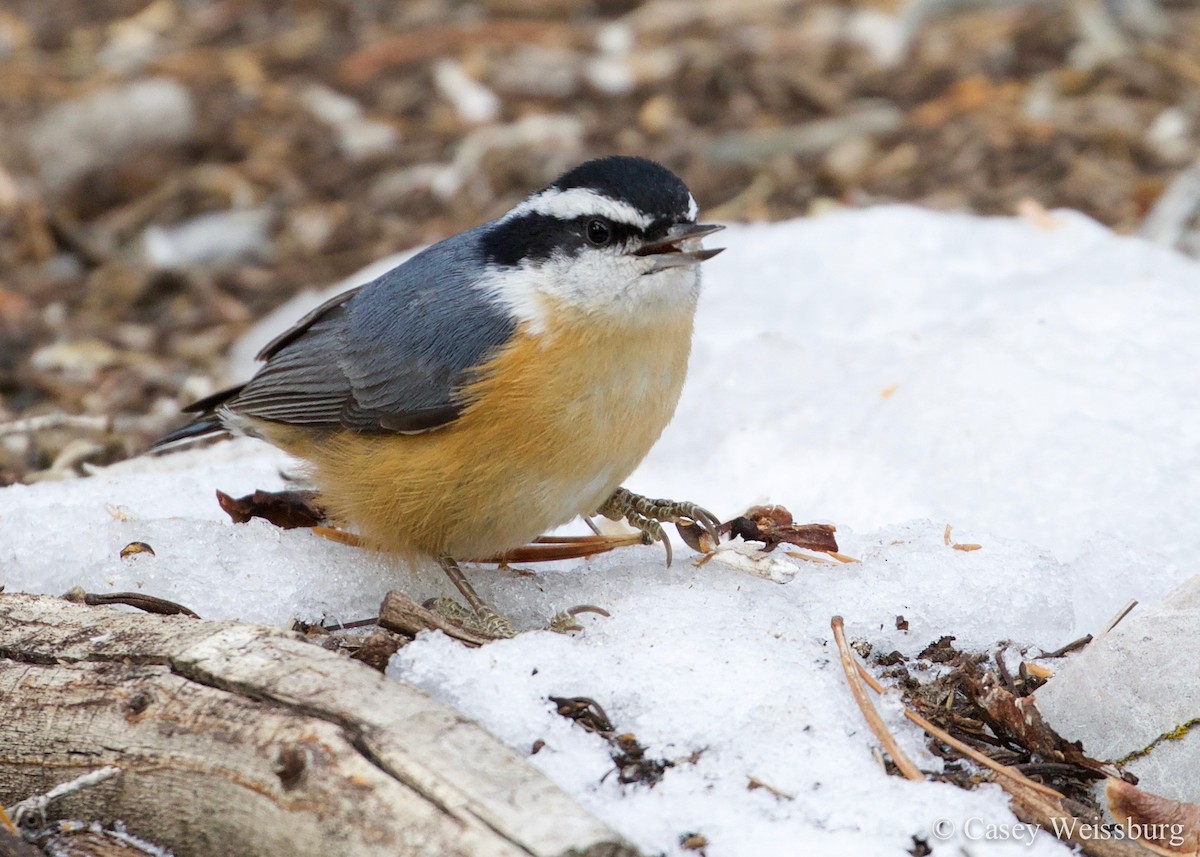 Red-breasted Nuthatch - ML136179721