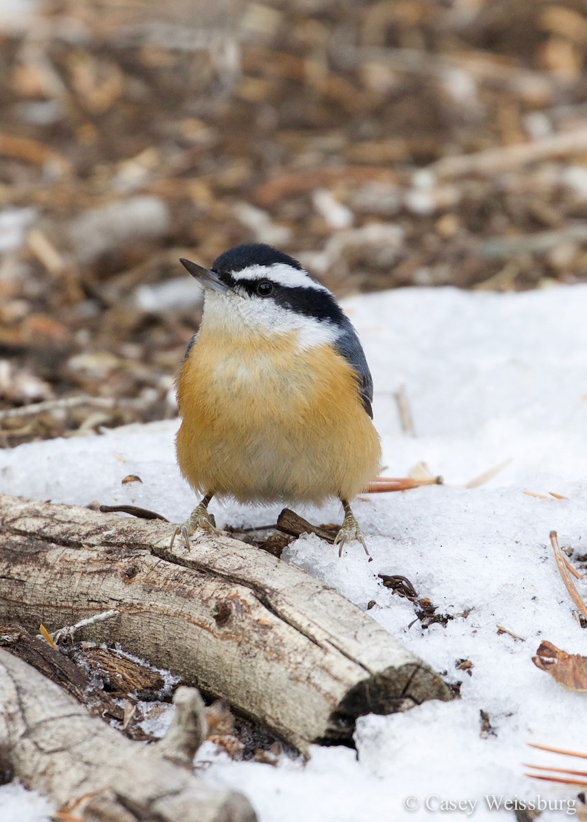 Red-breasted Nuthatch - ML136179831