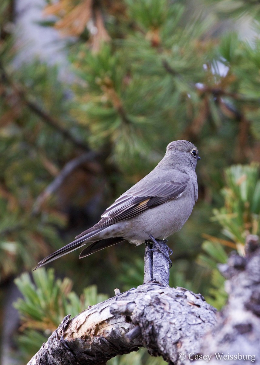 Townsend's Solitaire - ML136179841