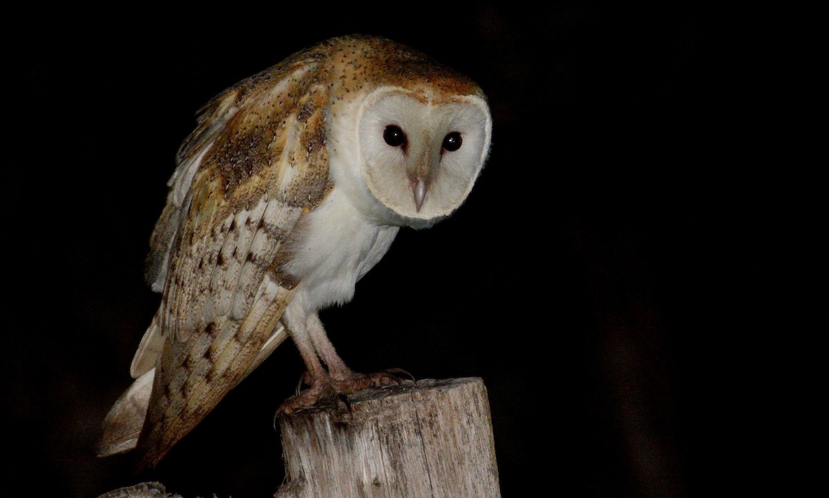Barn Owl - Jorge Dangel