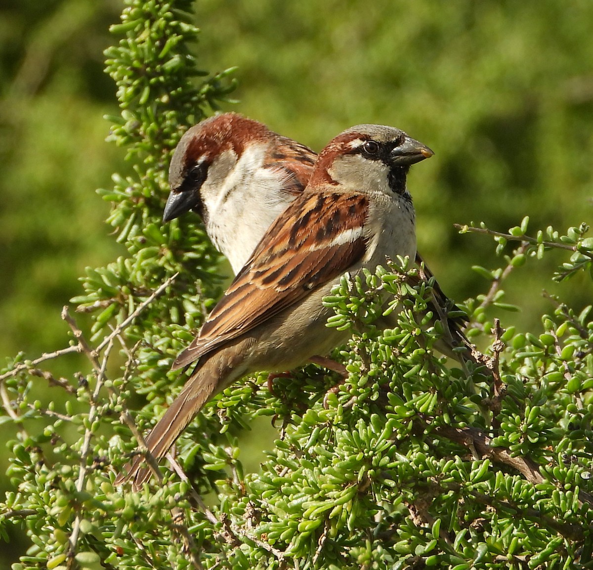 House Sparrow - Linda Thomas