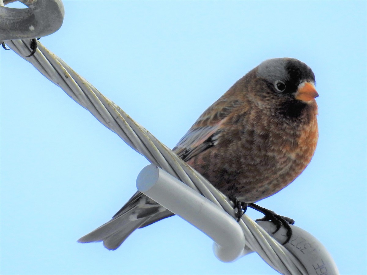 Gray-crowned Rosy-Finch - Tina Toth