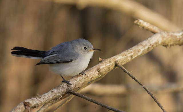 Blue-gray Gnatcatcher - eBird