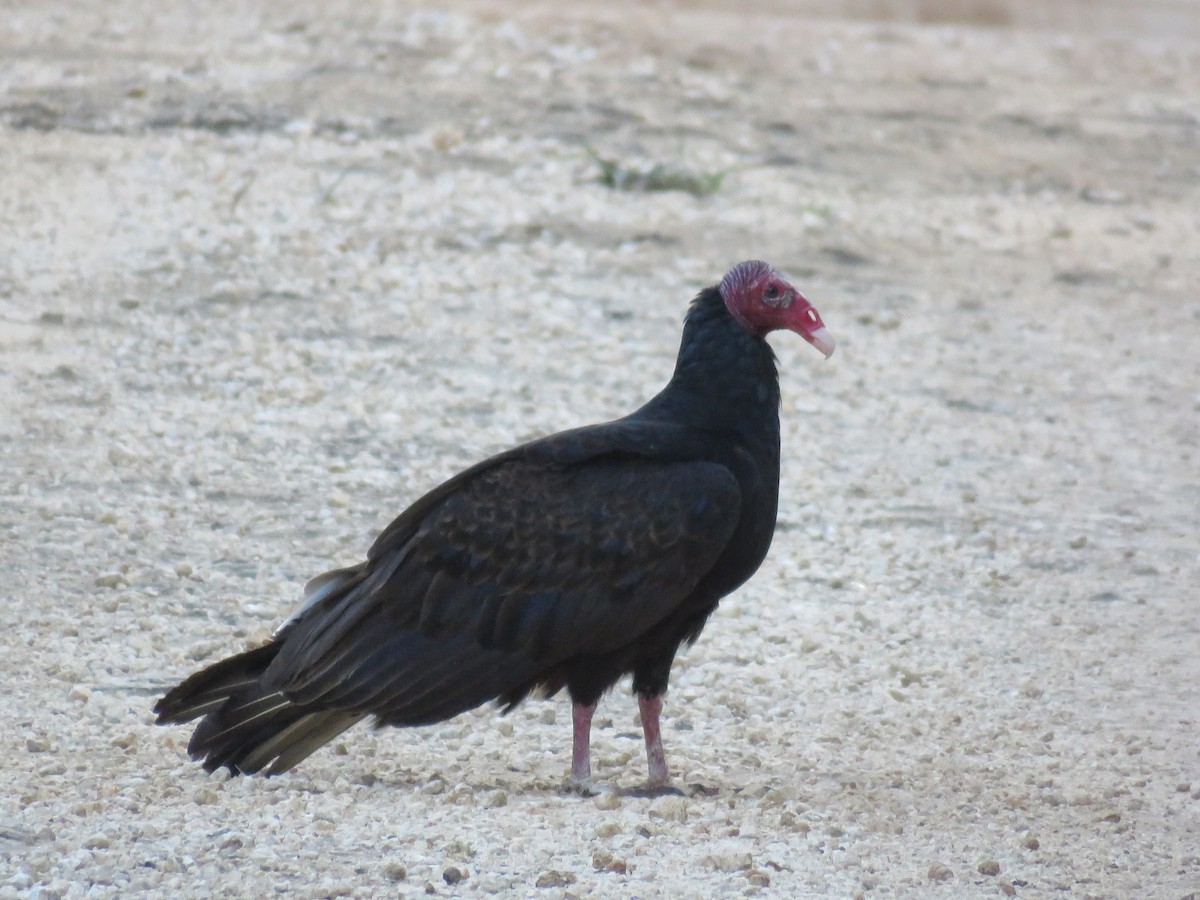 Turkey Vulture - ML136187931