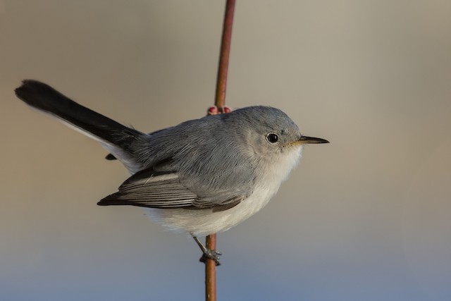 Day 69: The Blue-gray Gnatcatcher - Taylor County Big Year 2019