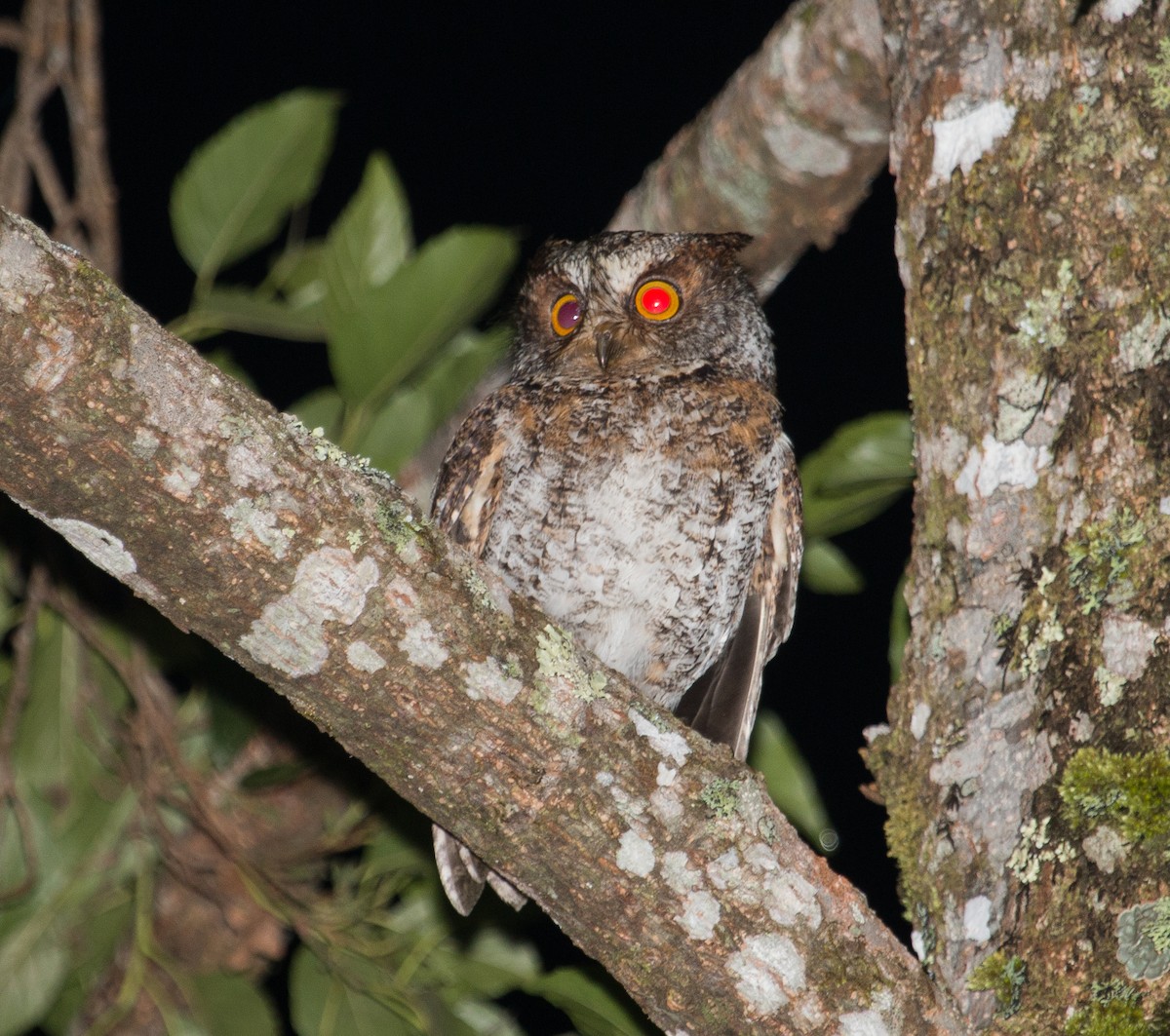 Luzon Scops-Owl - ML136188661