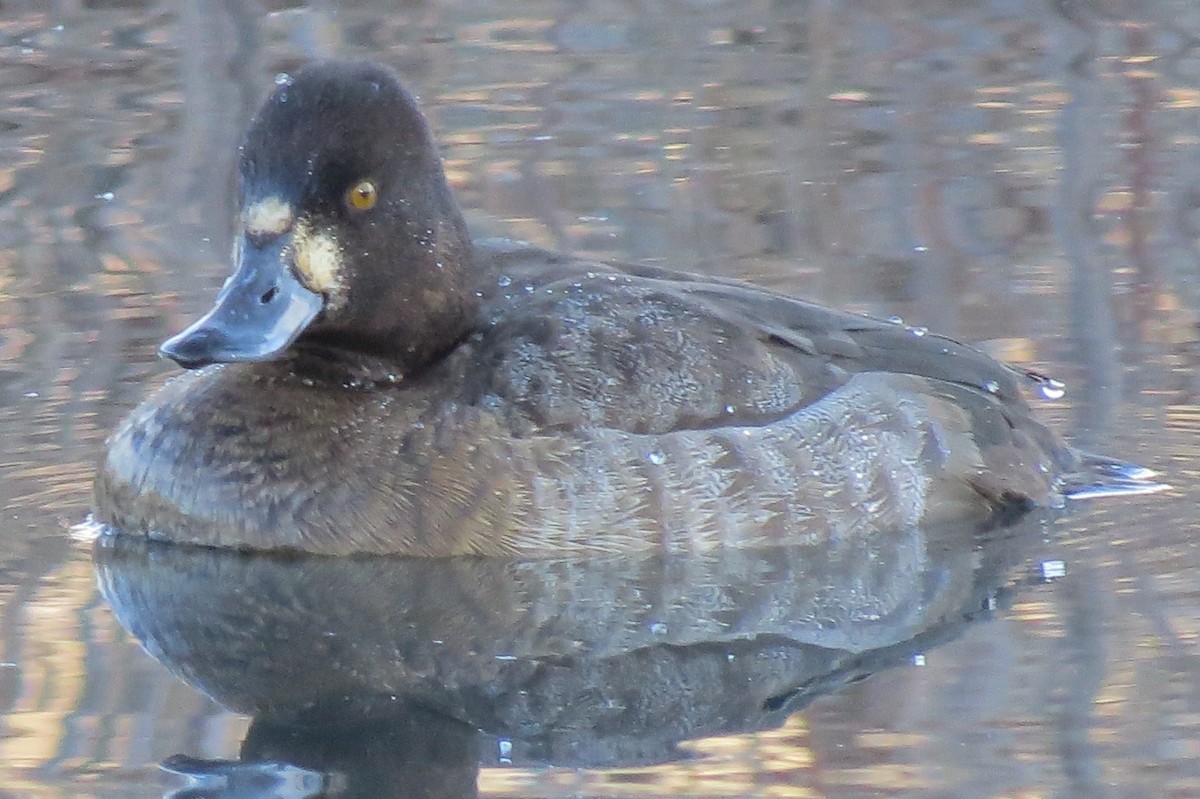 Lesser Scaup - Mike Blancher