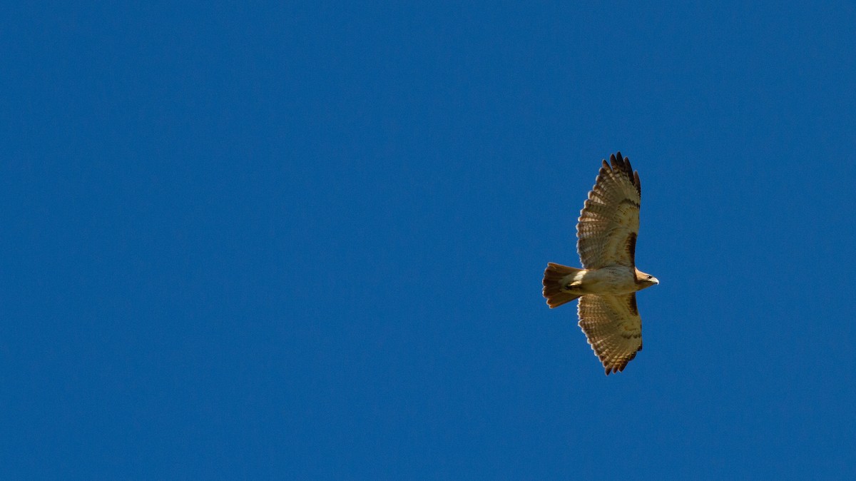 Red-tailed Hawk - ML136190431