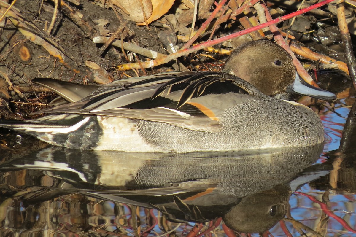 Northern Pintail - Mike Blancher