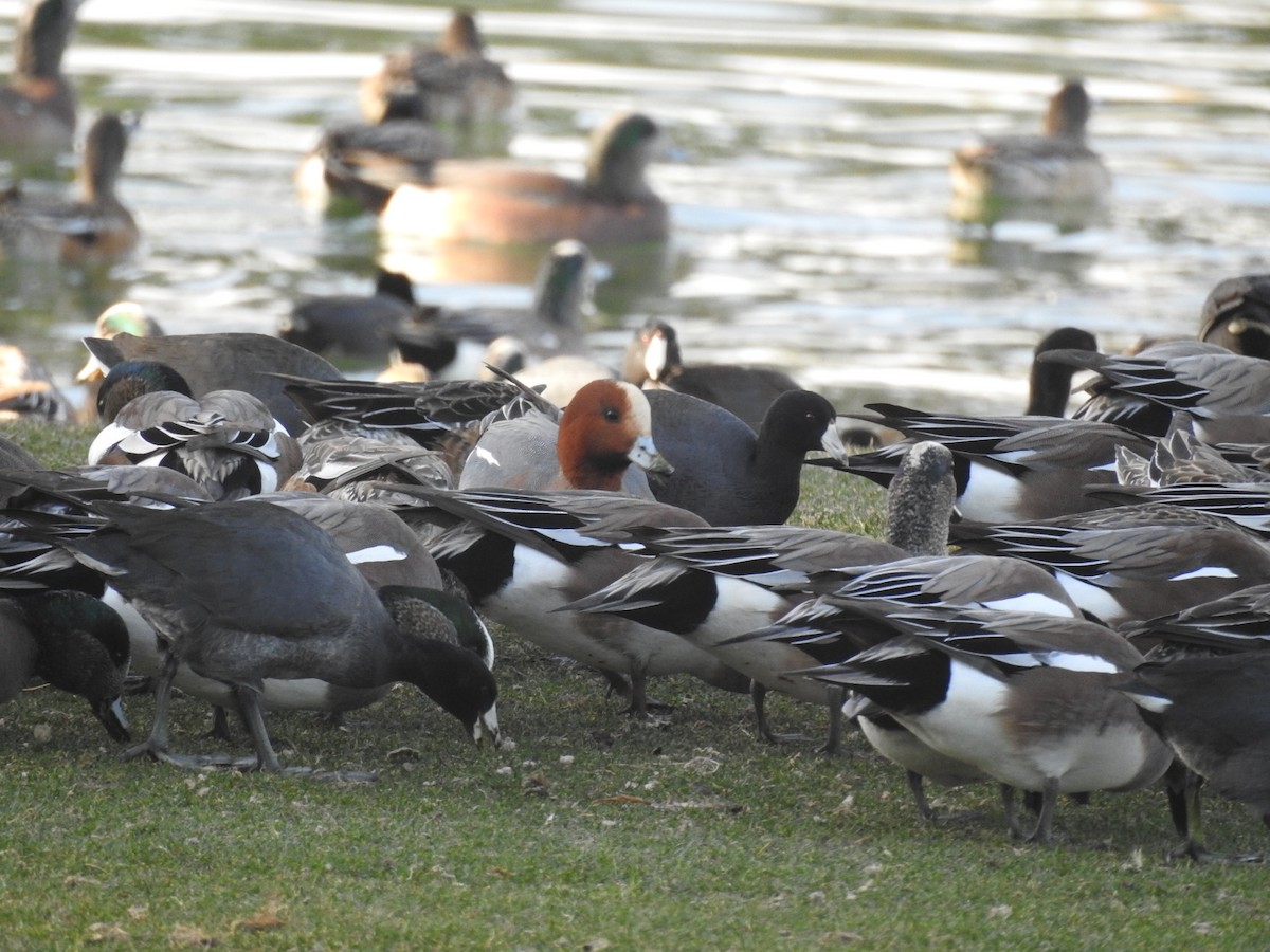 EBird Checklist 19 Jan 2019 Mountain Falls Golf Course 30 Species
