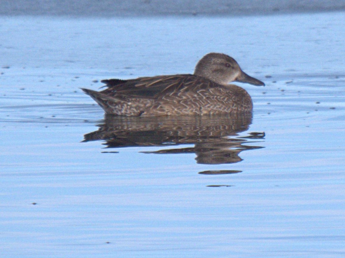 Blue-winged Teal - ML136200191