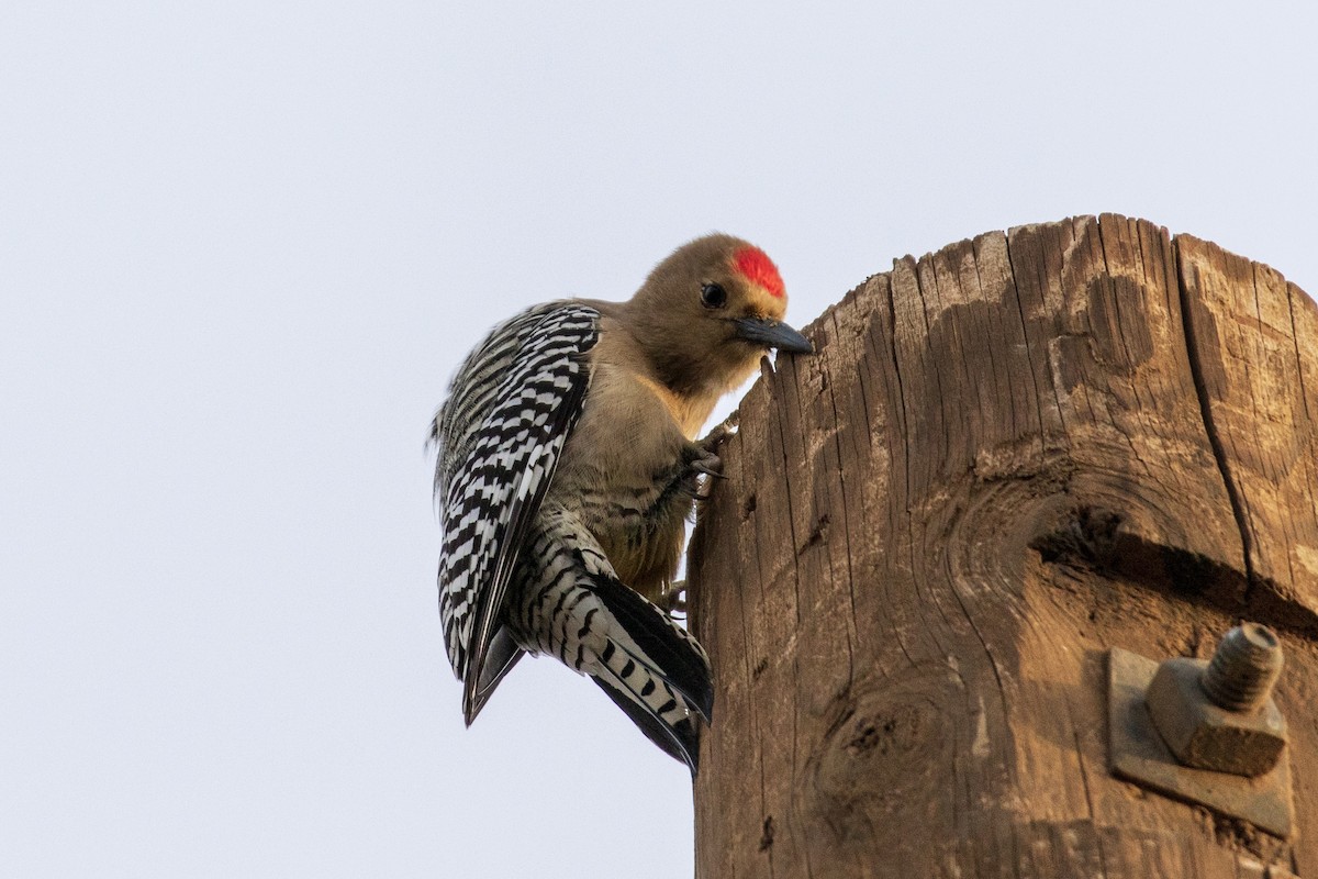 Gila Woodpecker - ML136205161