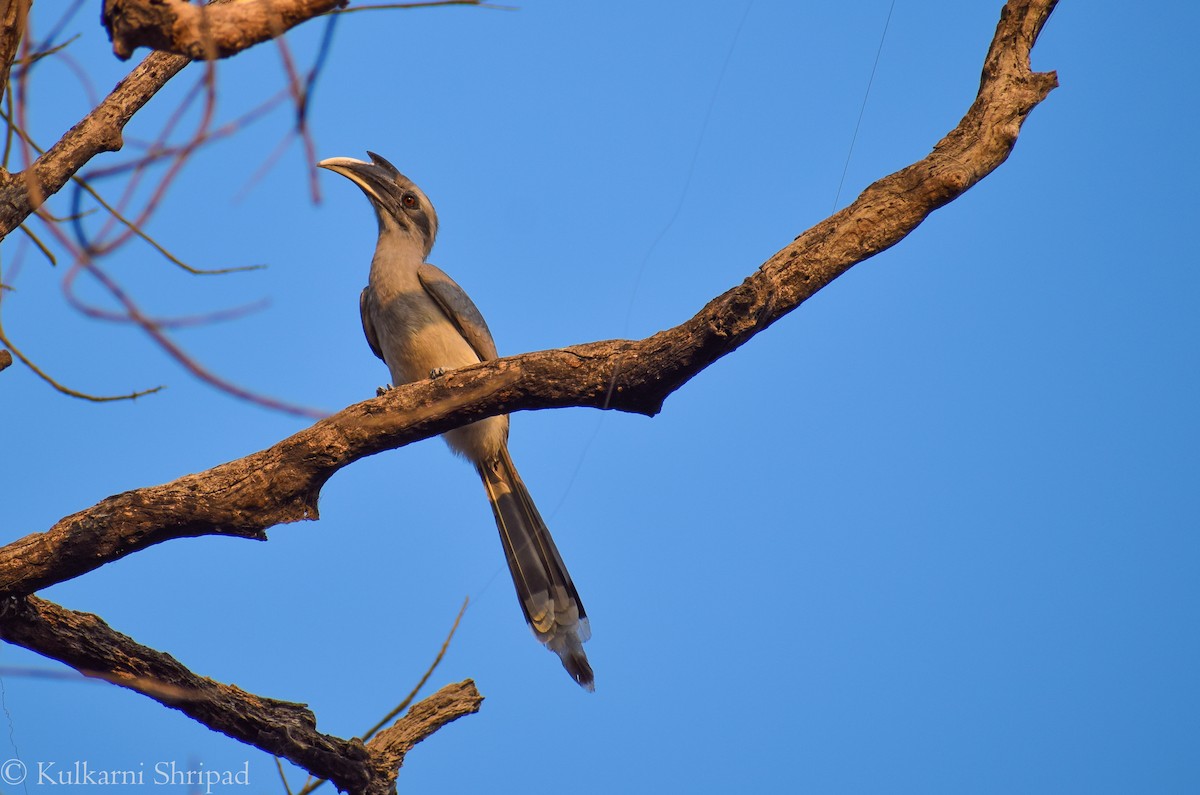 Indian Gray Hornbill - SHRIPAD KULKARNI