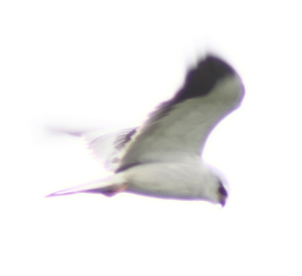 Black-winged Kite - ML136207091