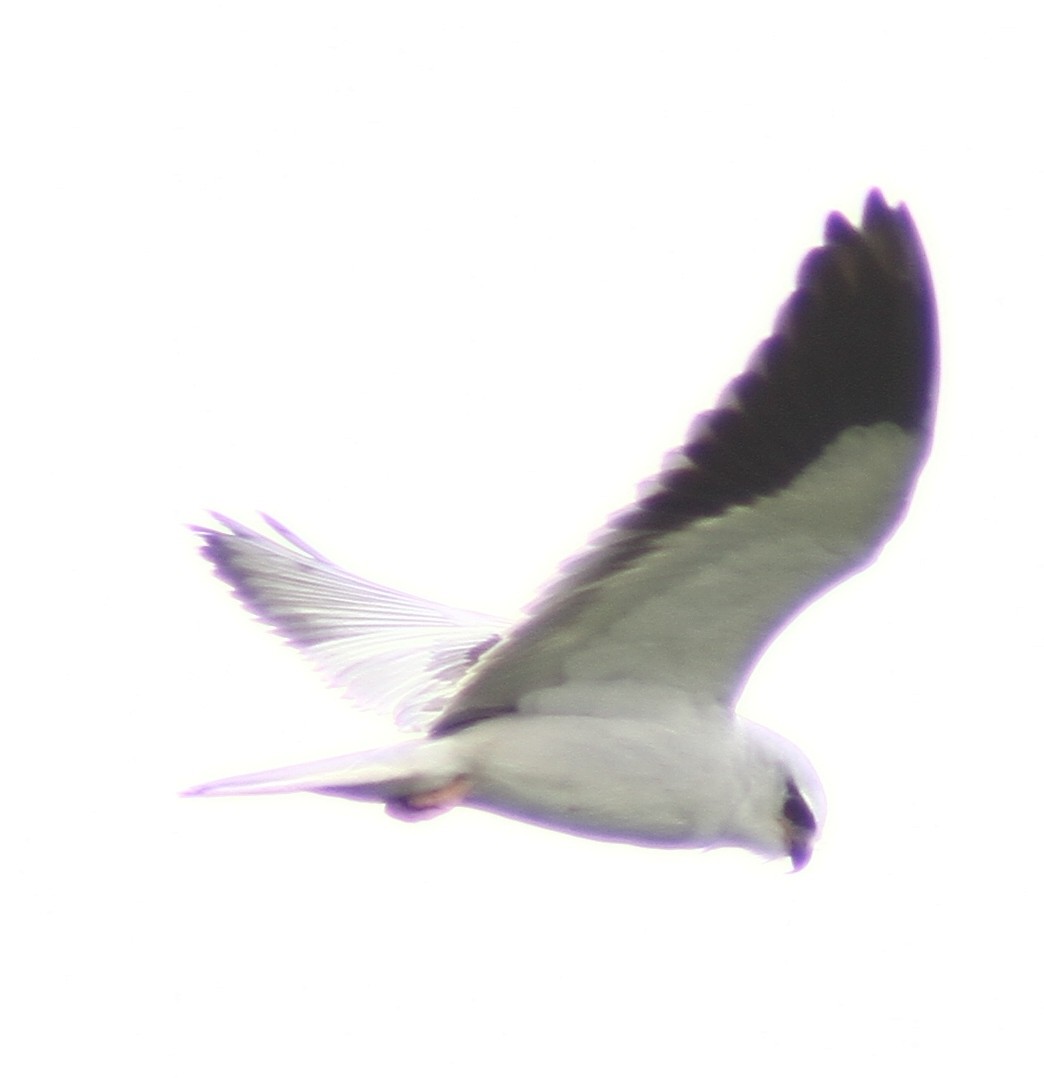 Black-winged Kite - ML136207121
