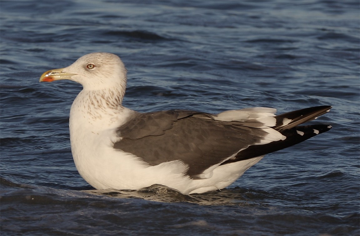 Lesser Black-backed Gull - bj worth