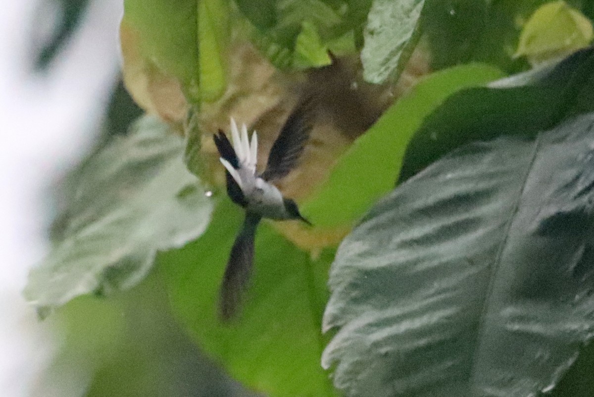 kolibřík purpurovohlavý - ML136210991