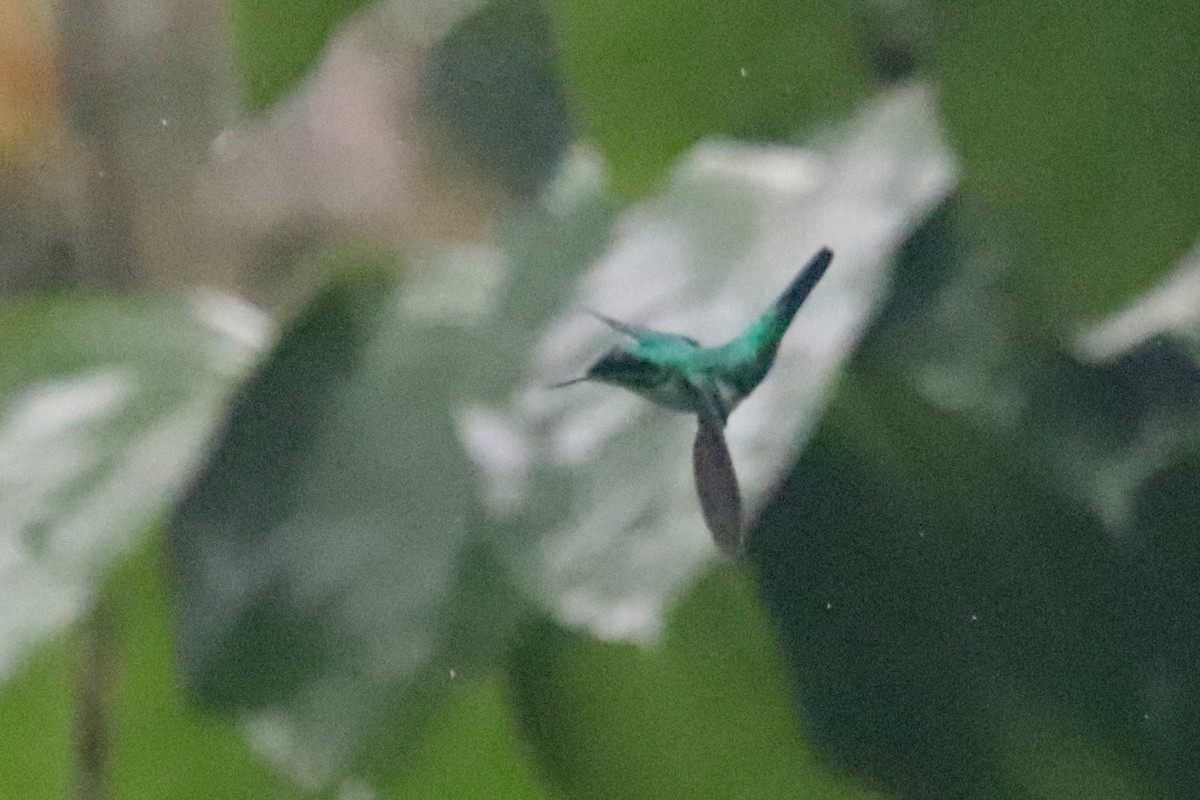 kolibřík purpurovohlavý - ML136211001