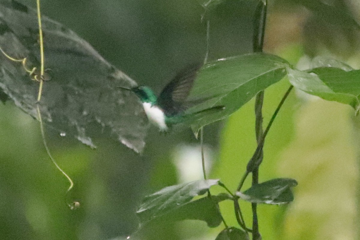 kolibřík purpurovohlavý - ML136211031