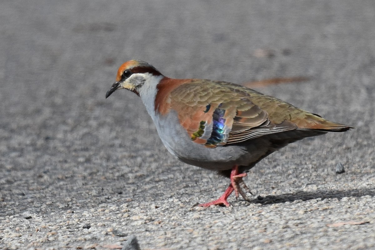 Brush Bronzewing - Peter Griffiths