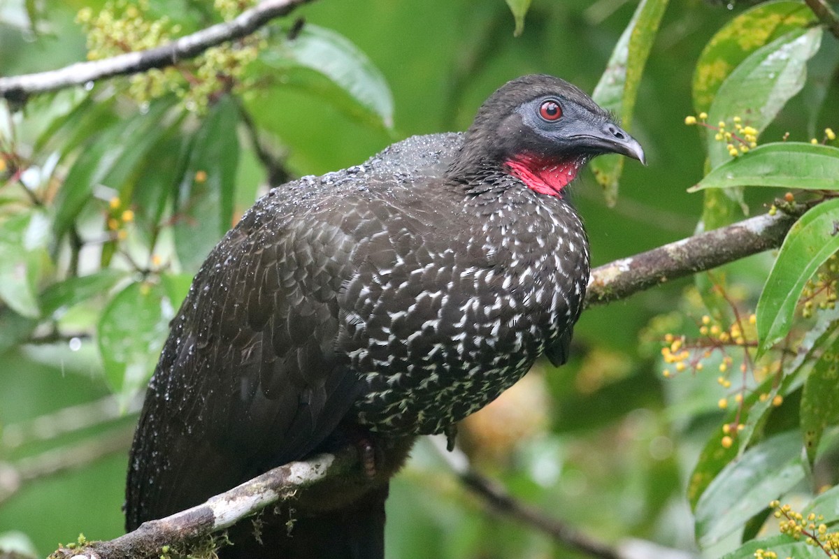 Crested Guan - Andrew Core