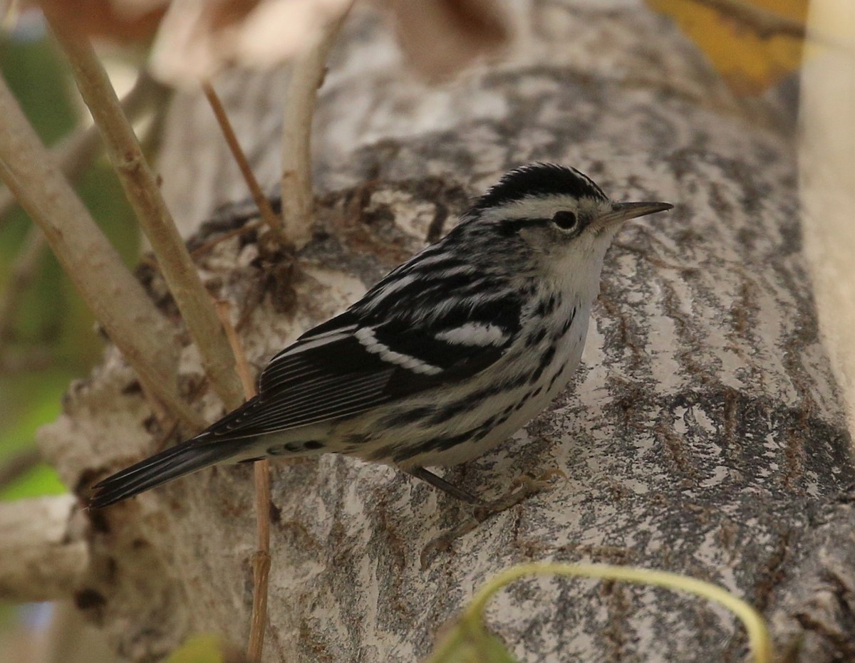 Black-and-white Warbler - ML136214561