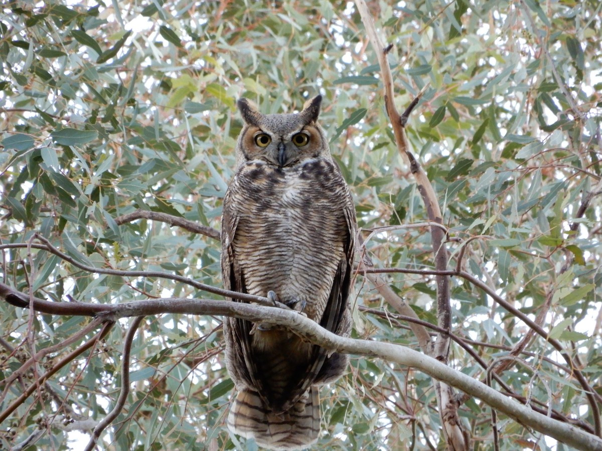 Great Horned Owl - ML136217491