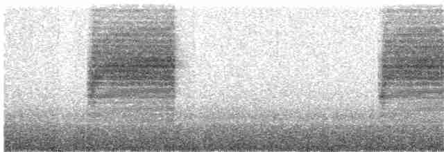 Bewick Çıtkuşu - ML136219911