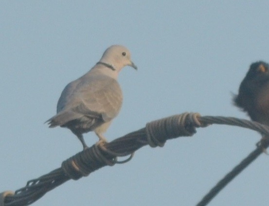 Eurasian Collared-Dove - Hareesha AS