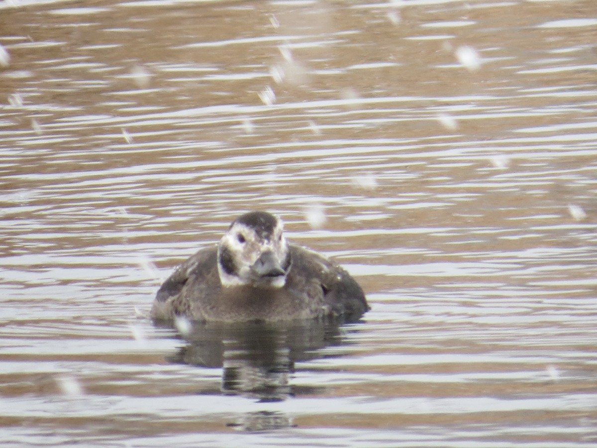 Long-tailed Duck - ML136226641