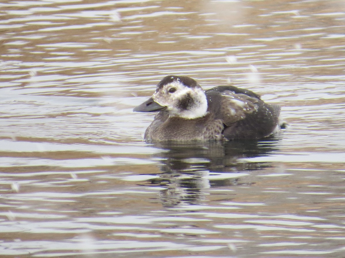 Long-tailed Duck - ML136226651