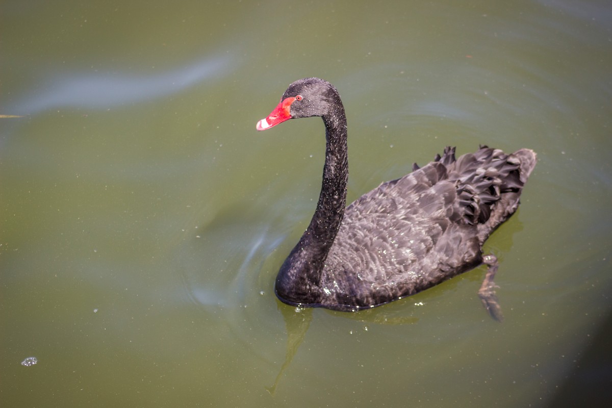 Black Swan - Kent Warner
