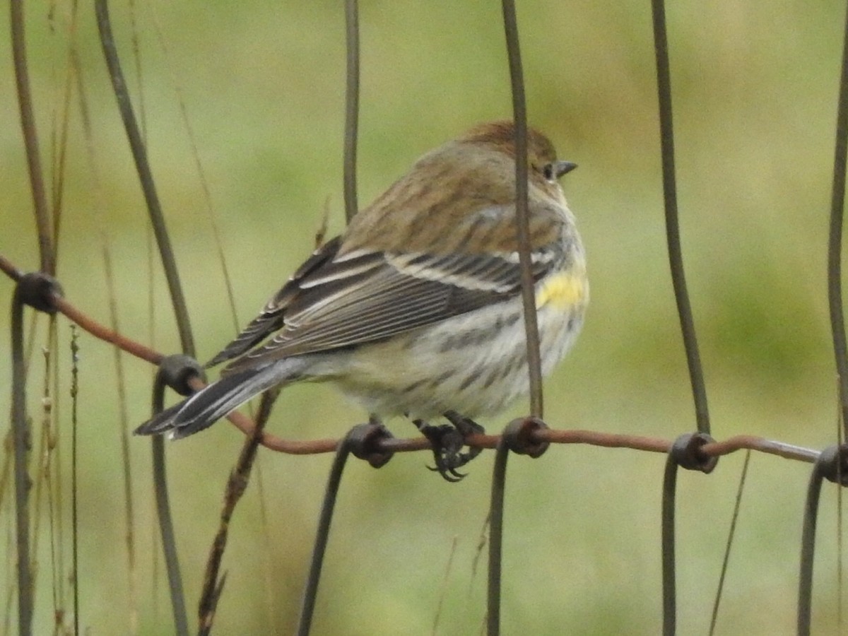 Yellow-rumped Warbler - David Baird