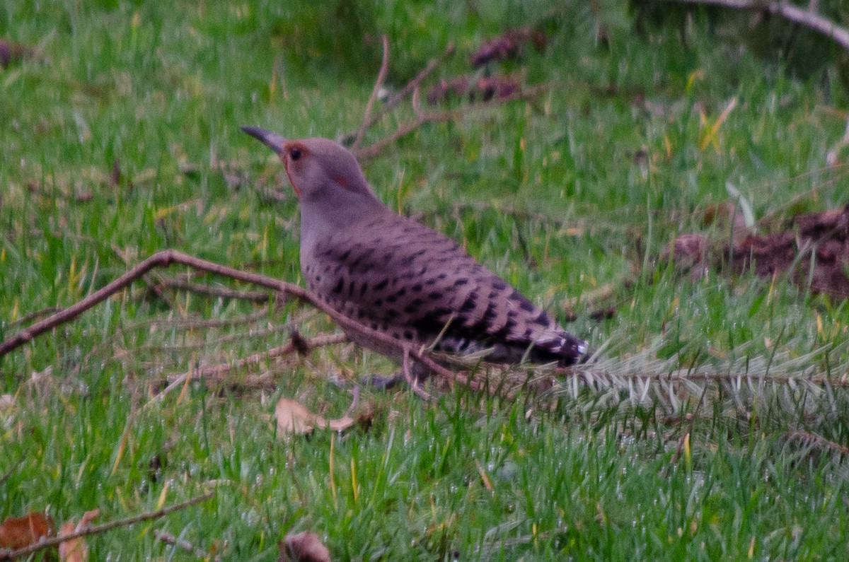 Northern Flicker (Yellow-shafted x Red-shafted) - ML136229071