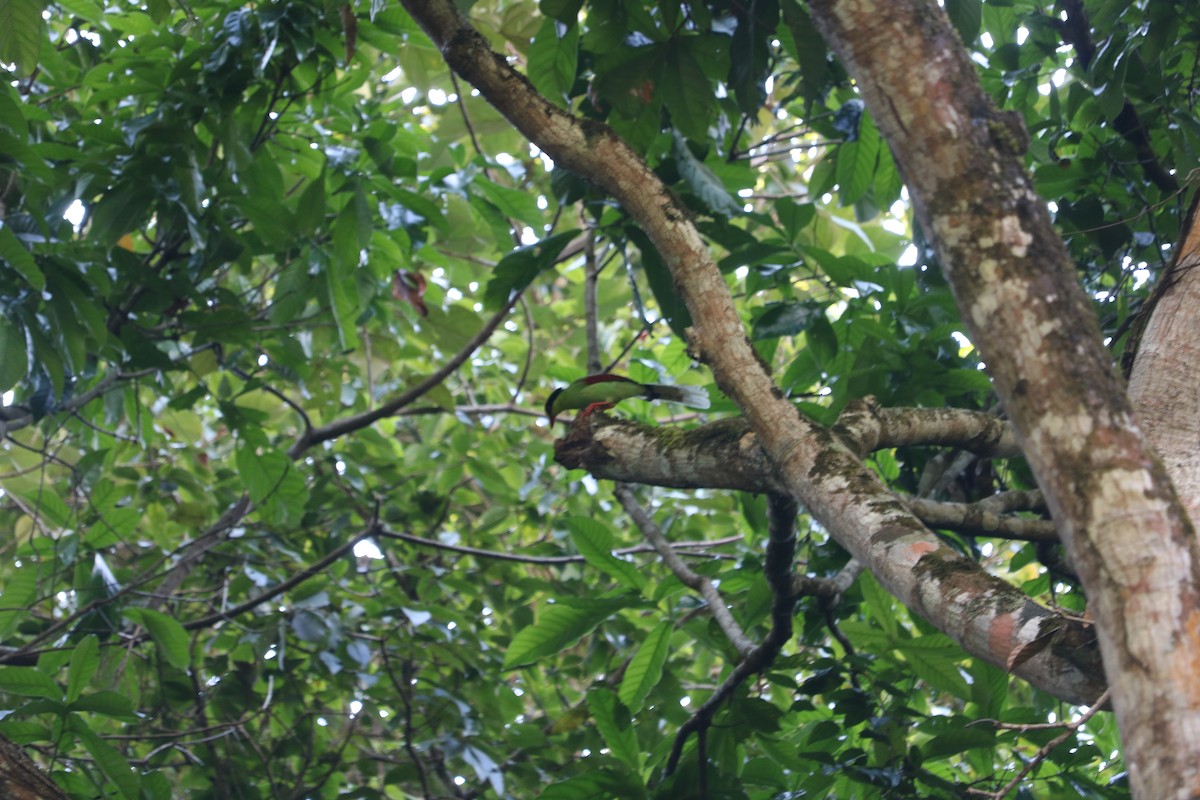 Common Green-Magpie - Phuen tsho