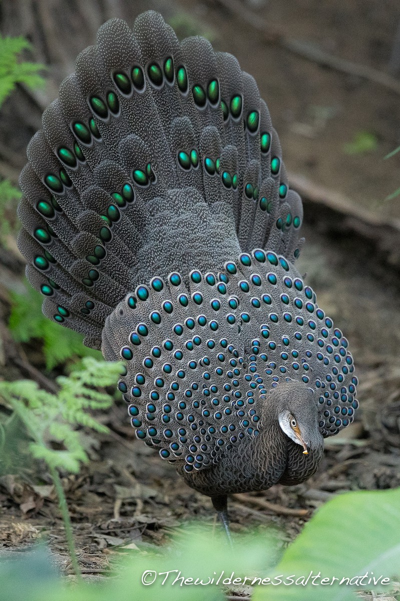 Gray Peacock-Pheasant - yann muzika