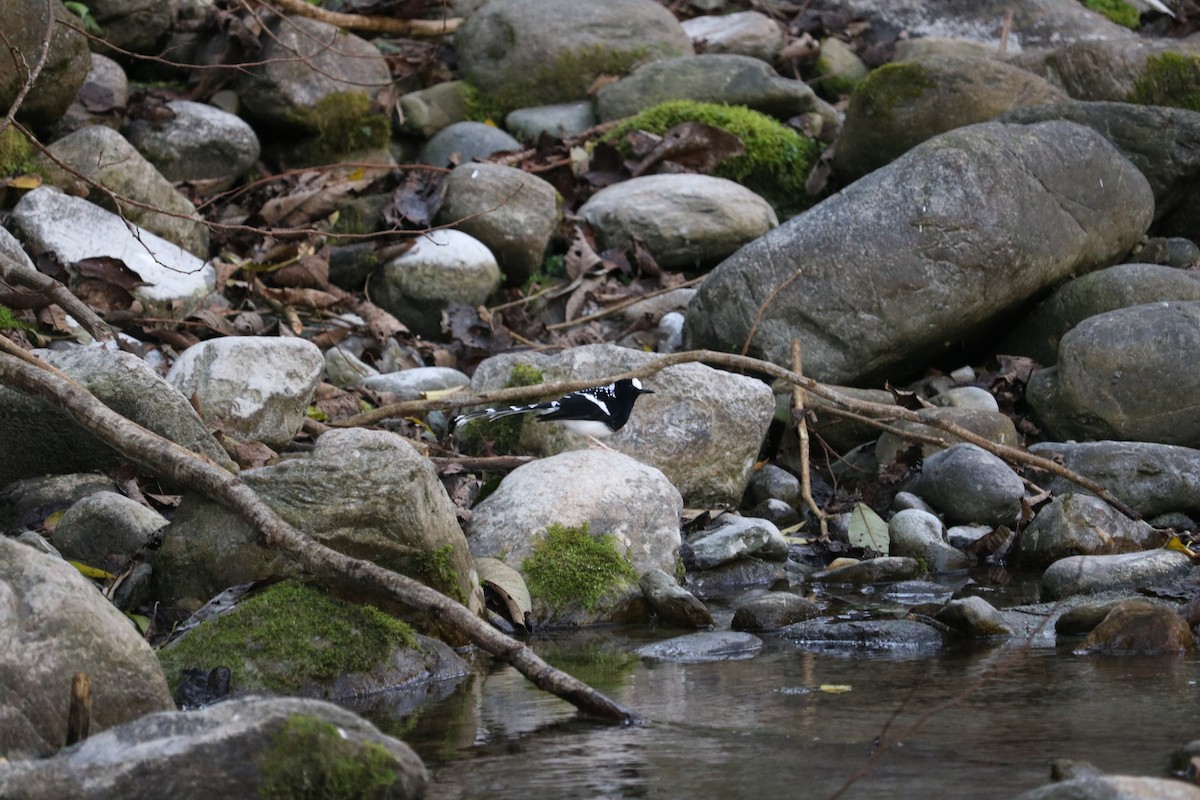 Spotted Forktail - ML136229261