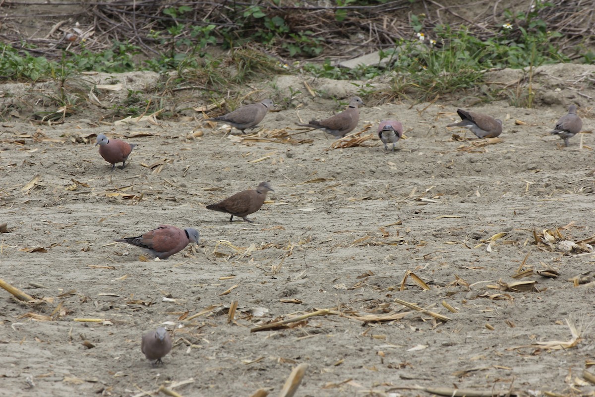 Red Collared-Dove - ML136230721