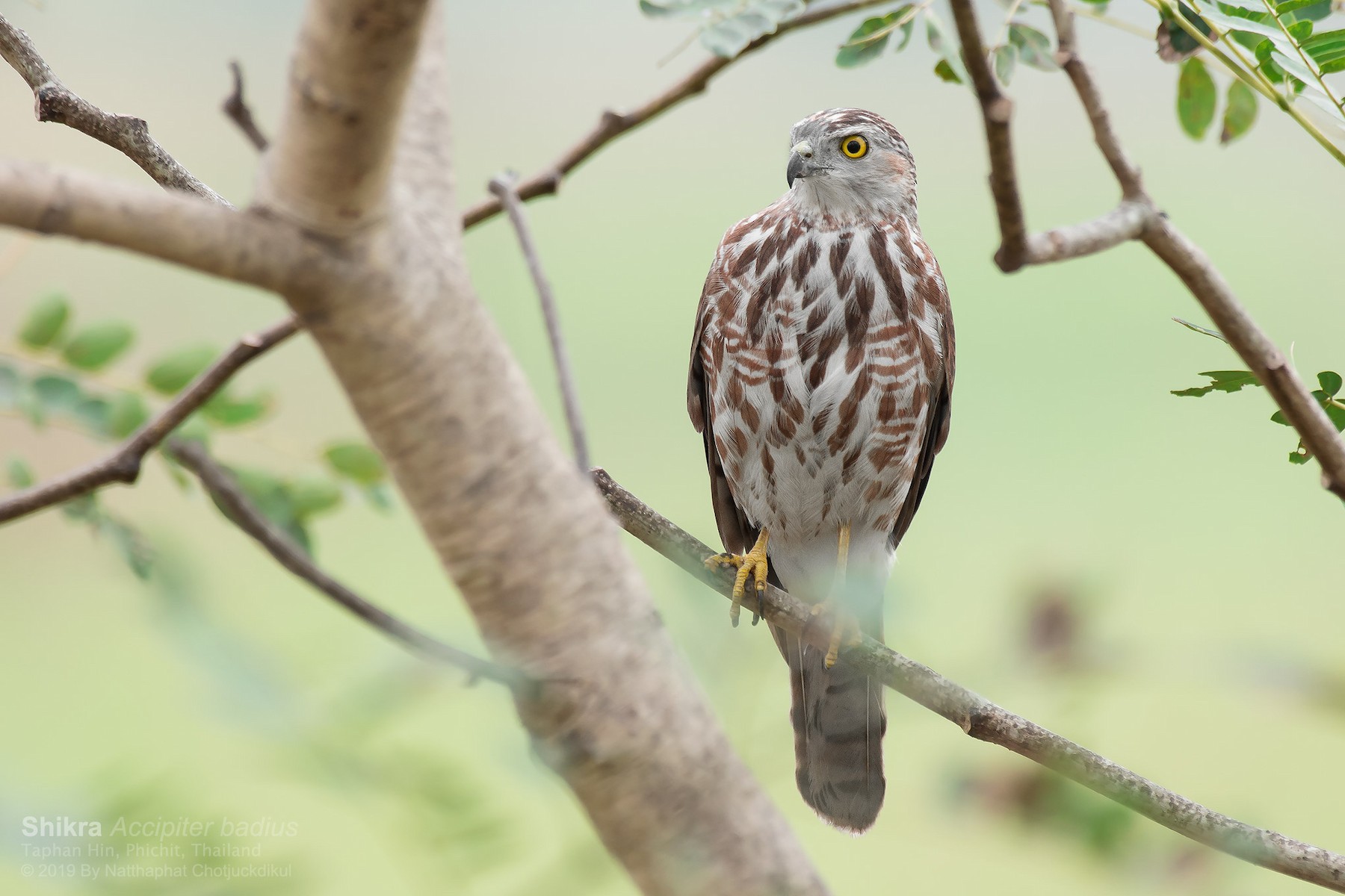 Épervier shikra [badius] - eBird
